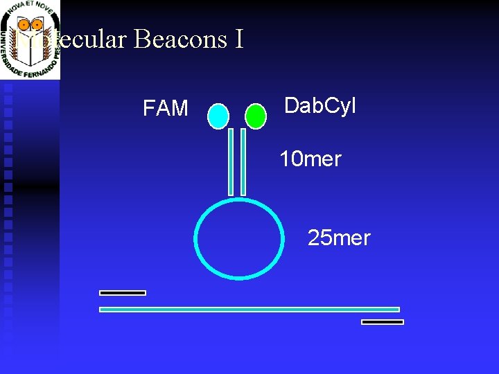 Molecular Beacons I FAM Dab. Cyl 10 mer 25 mer 