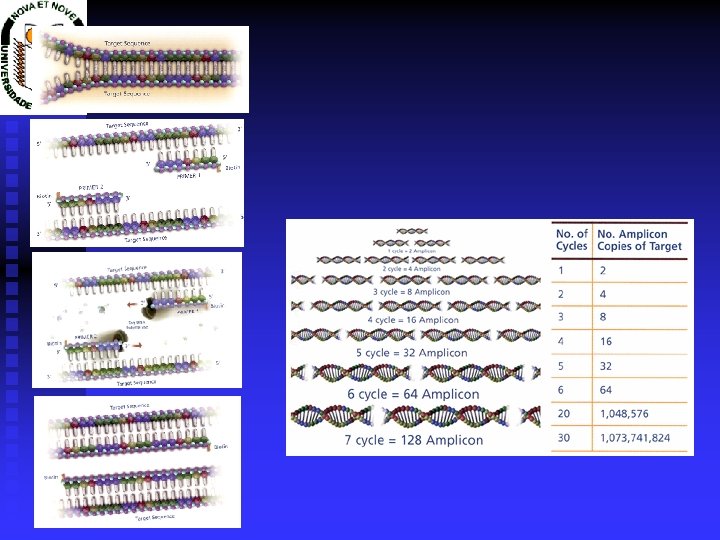 PCR 