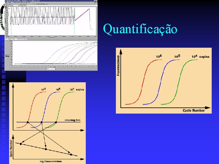 Quantificação 