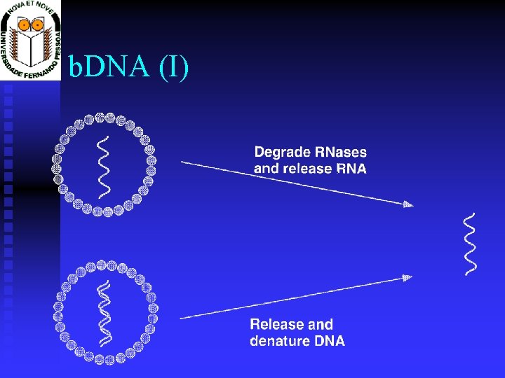 b. DNA (I) 