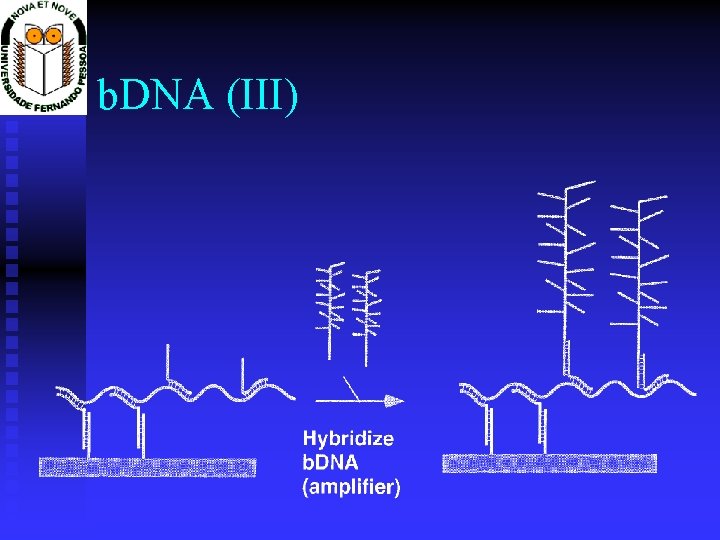 b. DNA (III) 