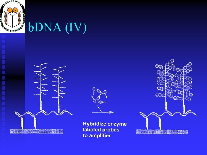 b. DNA (IV) 