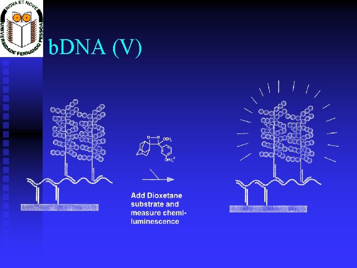 b. DNA (V) 