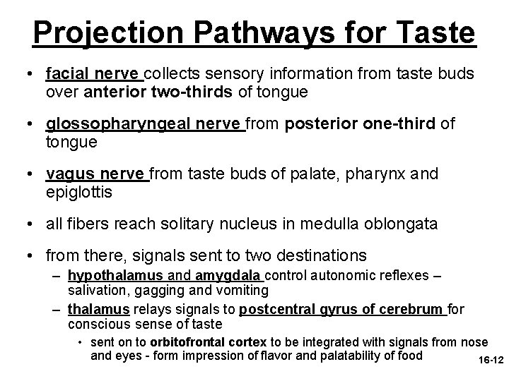 Projection Pathways for Taste • facial nerve collects sensory information from taste buds over