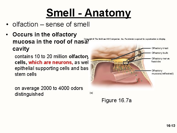 Smell - Anatomy • olfaction – sense of smell • Occurs in the olfactory