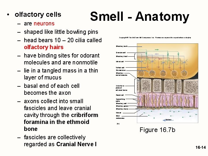  • olfactory cells Smell - Anatomy – are neurons – shaped like little