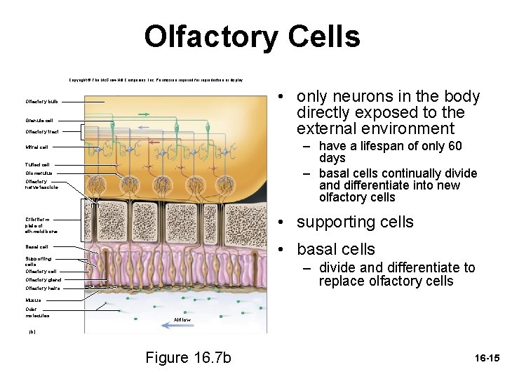 Olfactory Cells Copyright © The Mc. Graw-Hill Companies, Inc. Permission required for reproduction or