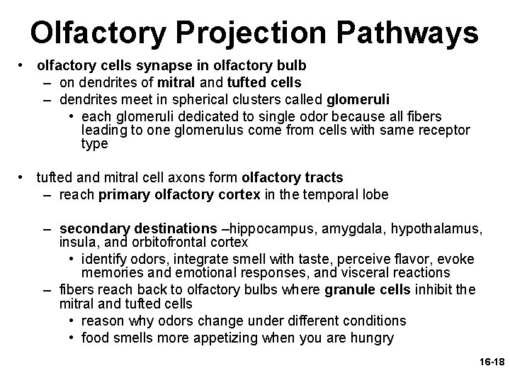 Olfactory Projection Pathways • olfactory cells synapse in olfactory bulb – on dendrites of