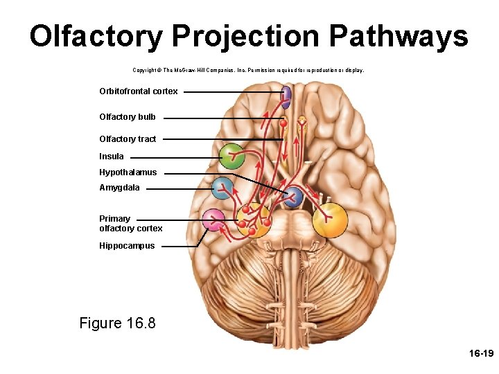 Olfactory Projection Pathways Copyright © The Mc. Graw-Hill Companies, Inc. Permission required for reproduction