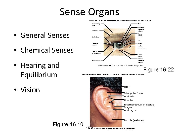 Sense Organs Copyright © The Mc. Graw-Hill Companies, Inc. Permission required for reproduction or