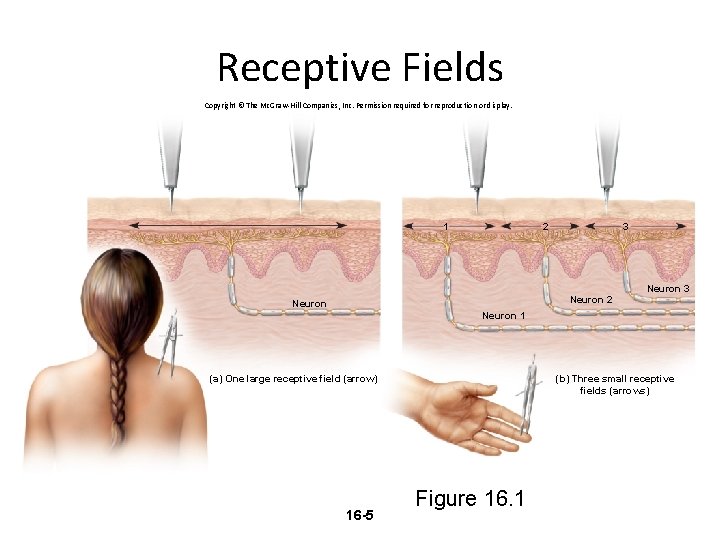 Receptive Fields Copyright © The Mc. Graw-Hill Companies, Inc. Permission required for reproduction or