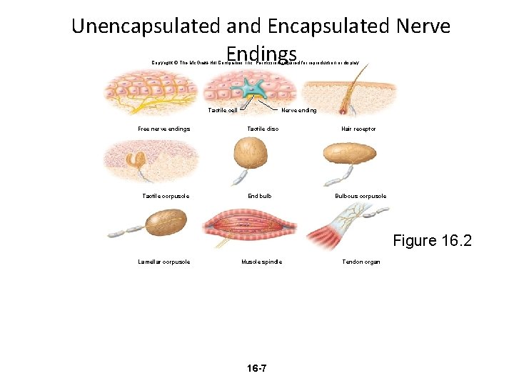 Unencapsulated and Encapsulated Nerve Endings Copyright © The Mc. Graw-Hill Companies, Inc. Permission required