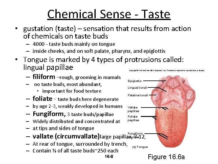 Chemical Sense - Taste • gustation (taste) – sensation that results from action of