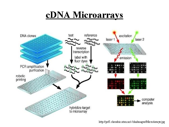 c. DNA Microarrays http: //pcf 1. chembio. ntnu. no/~bka/images/Micro. Arrays. jpg 