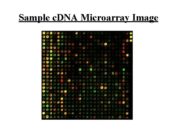 Sample c. DNA Microarray Image 