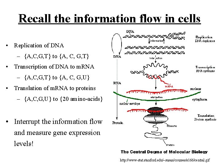 Recall the information flow in cells • Replication of DNA – {A, C, G,