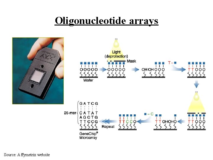 Oligonucleotide arrays Source: Affymetrix website 