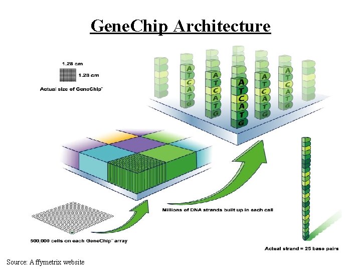 Gene. Chip Architecture Source: Affymetrix website 
