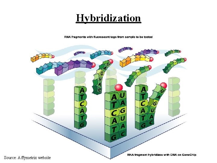 Hybridization Source: Affymetrix website 