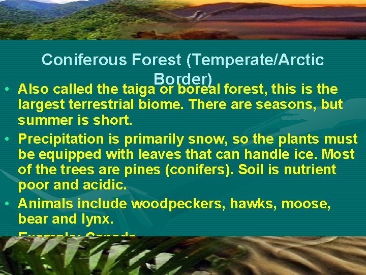 Coniferous Forest (Temperate/Arctic Border) • Also called the taiga or boreal forest, this is