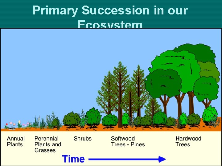 Primary Succession in our Ecosystem 