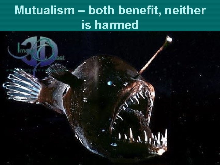 Mutualism – both benefit, neither is harmed 