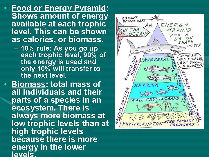  • Food or Energy Pyramid: Shows amount of energy available at each trophic