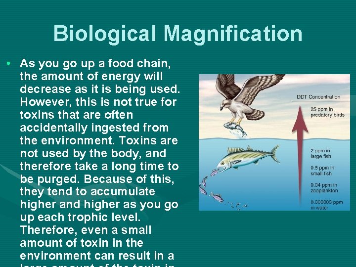 Biological Magnification • As you go up a food chain, the amount of energy