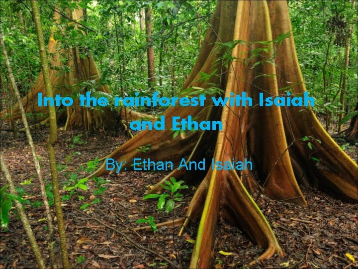 Into the rainforest with Isaiah and Ethan By: Ethan And Isaiah 