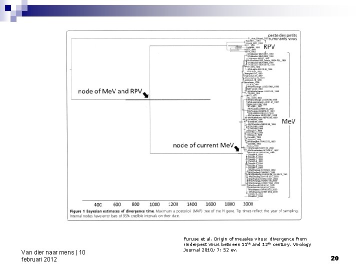 Van dier naar mens | 10 februari 2012 Furuse et al. Origin of measles