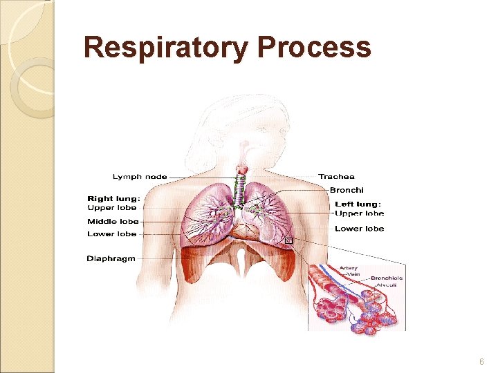 Respiratory Process 6 