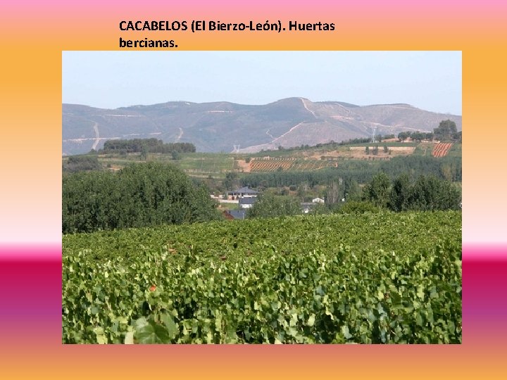 CACABELOS (El Bierzo-León). Huertas bercianas. 