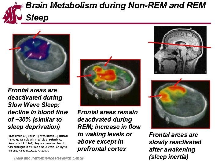 Brain Metabolism during Non-REM and REM Sleep Frontal areas are deactivated during Slow Wave