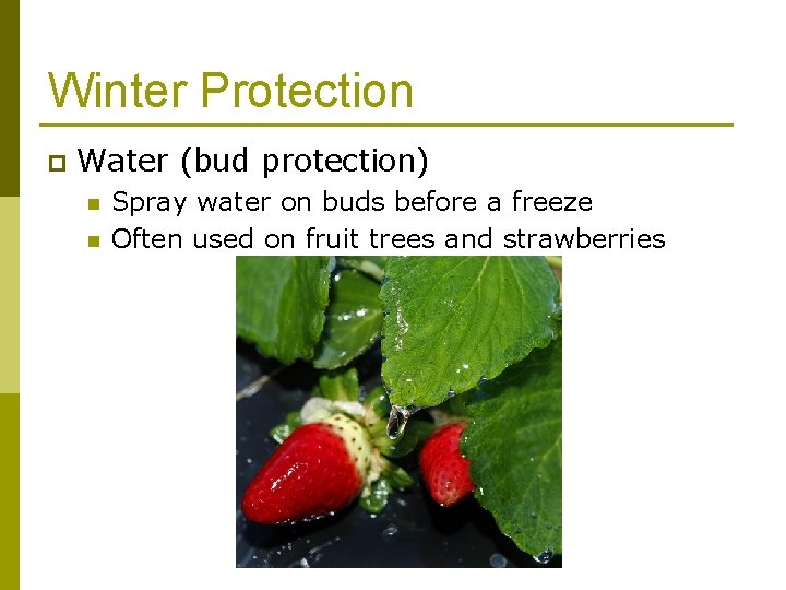 Winter Protection p Water (bud protection) n n Spray water on buds before a