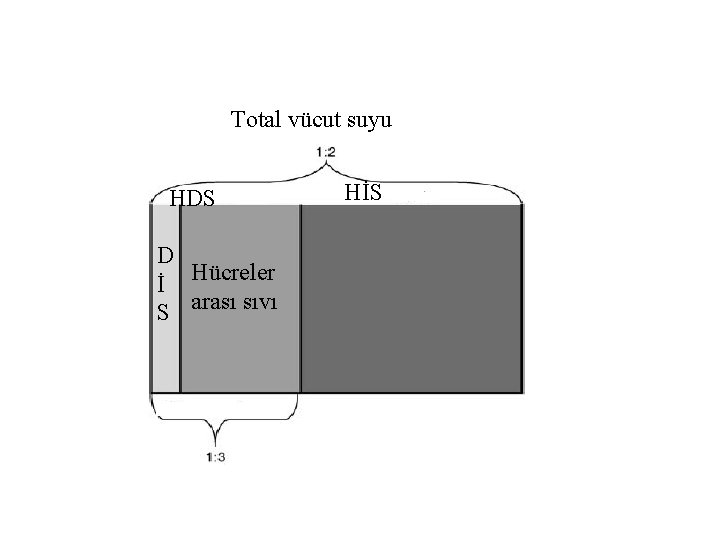 Total vücut suyu HDS D İ Hücreler S arası sıvı HİS 