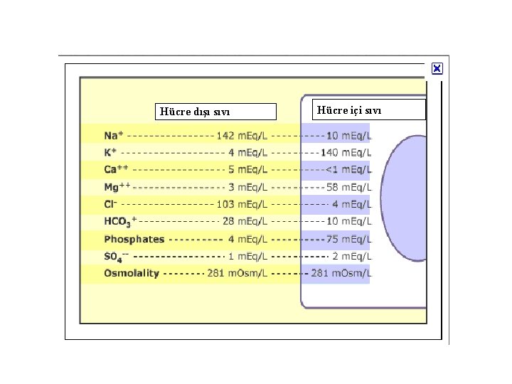 Hücre dışı sıvı Hücre içi sıvı 
