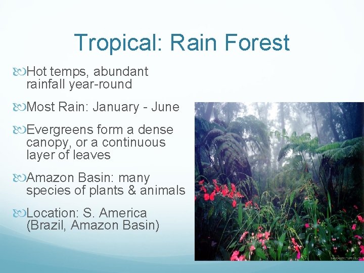 Tropical: Rain Forest Hot temps, abundant rainfall year-round Most Rain: January - June Evergreens