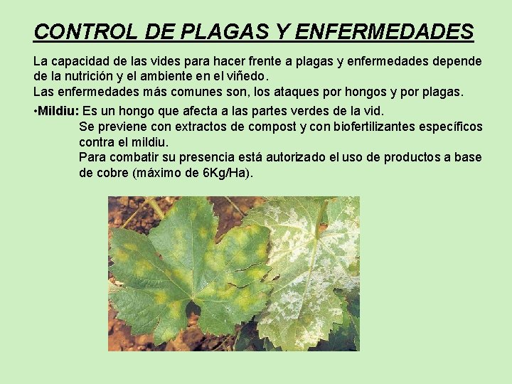 CONTROL DE PLAGAS Y ENFERMEDADES La capacidad de las vides para hacer frente a