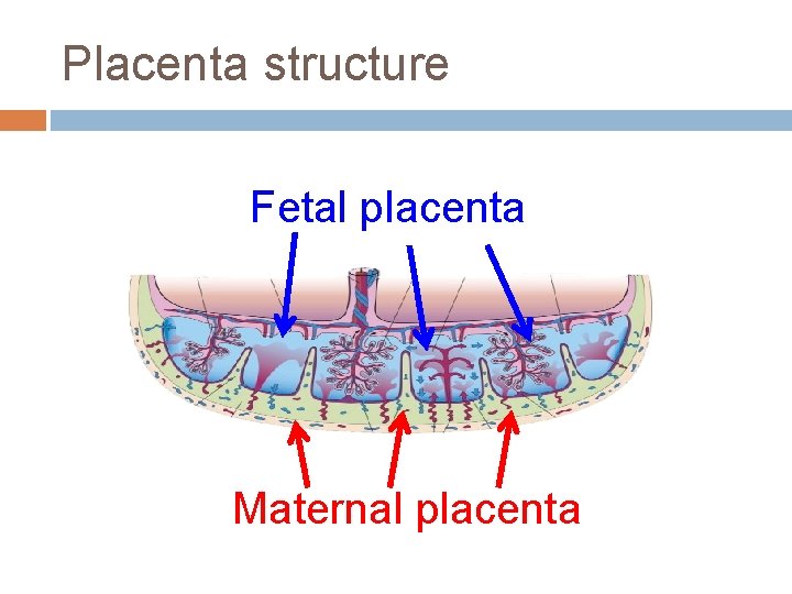Placenta structure Fetal placenta Maternal placenta Placenta structure Fetal placenta Maternal placenta