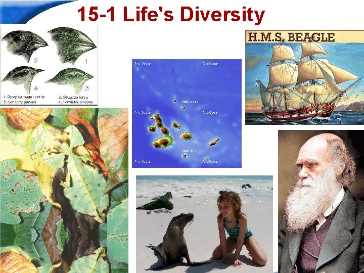 15 -1 Life's Diversity Slide 1 of 20 End Show 