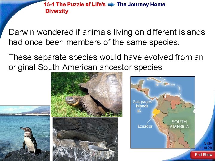 15 -1 The Puzzle of Life's Diversity The Journey Home Darwin wondered if animals