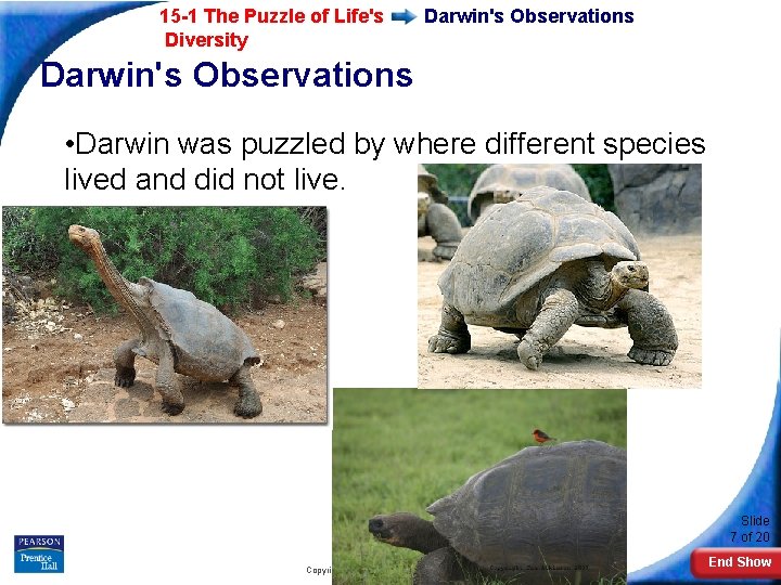 15 -1 The Puzzle of Life's Diversity Darwin's Observations • Darwin was puzzled by
