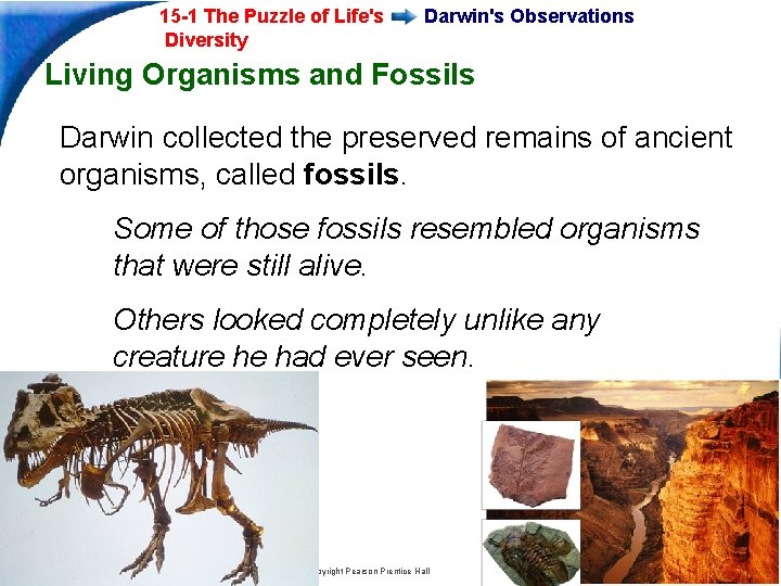 15 -1 The Puzzle of Life's Diversity Darwin's Observations Living Organisms and Fossils Darwin