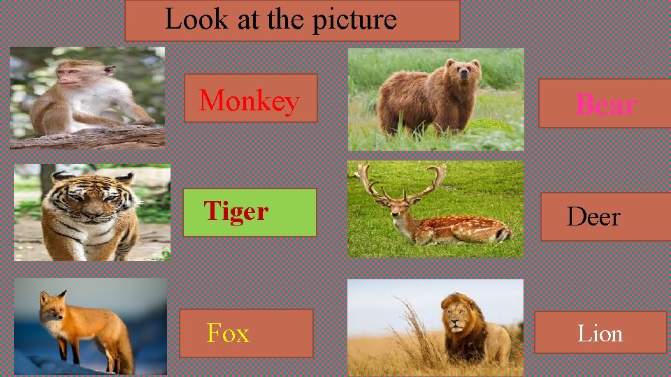 Look at the picture Monkey Bear Tiger Deer Fox Lion 