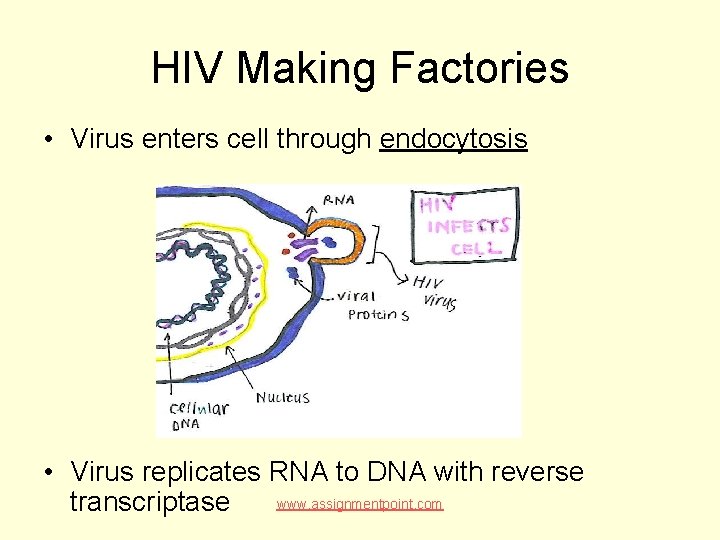 HIV Making Factories • Virus enters cell through endocytosis • Virus replicates RNA to