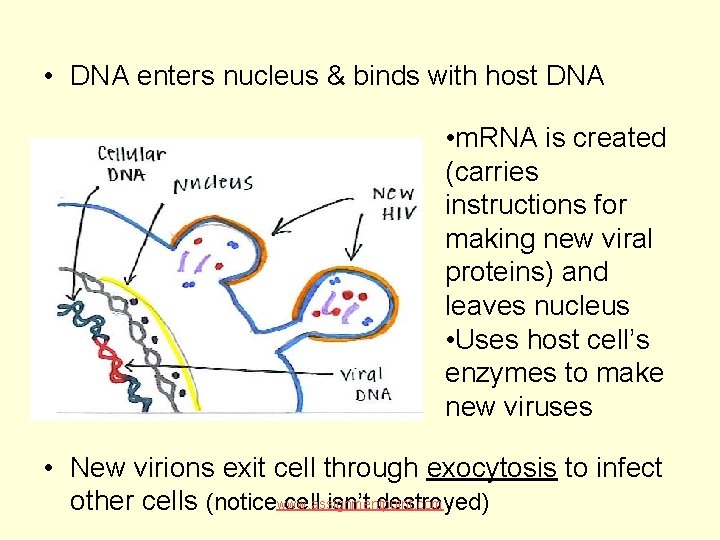  • DNA enters nucleus & binds with host DNA • m. RNA is