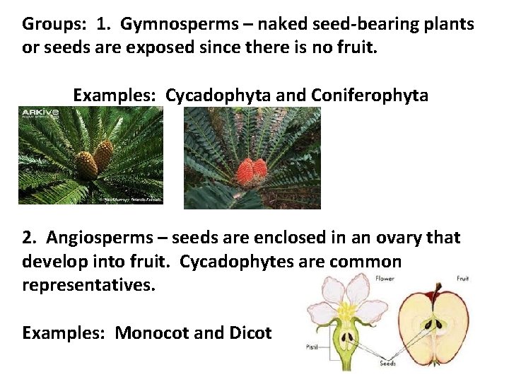 Groups: 1. Gymnosperms – naked seed-bearing plants or seeds are exposed since there is