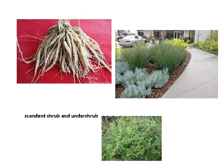 scandent shrub and undershrub 