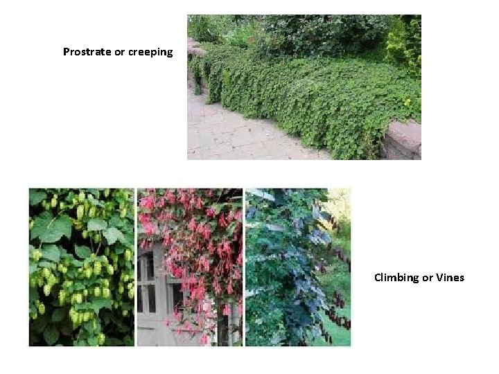 Prostrate or creeping Climbing or Vines 