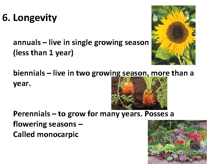 6. Longevity annuals – live in single growing season (less than 1 year) biennials